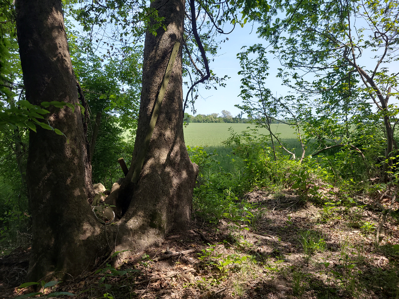 26.48ac_McKenneyLn_QAnnes_22