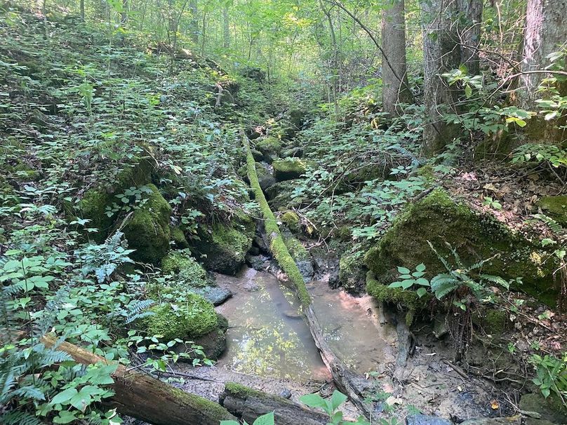 010 the intermittent stream that is still holding water despite the dry conditions copy