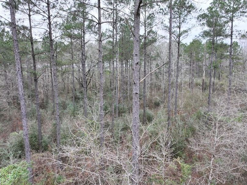 dji_fly_20260217_133320_0127_1771436930034_photo