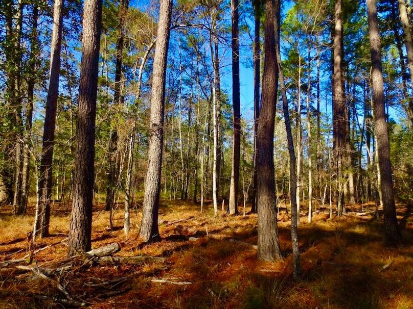 976D2AB9-7502-4E72-980D-663E853E3354_1_105_c