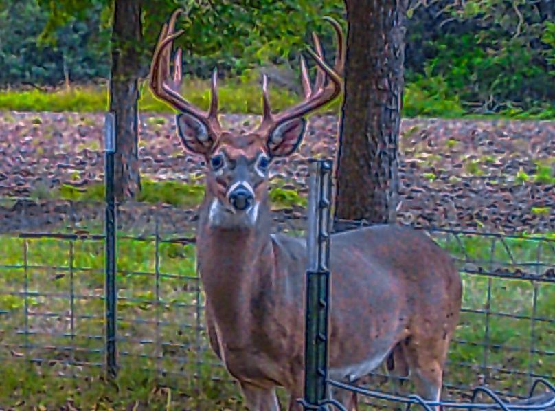 Bosque 294 Deer Cam Photos-13