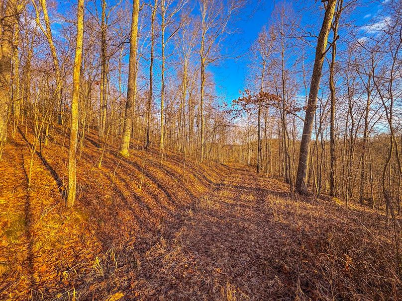 Roane, WV 100.12 AC Tree Line-46