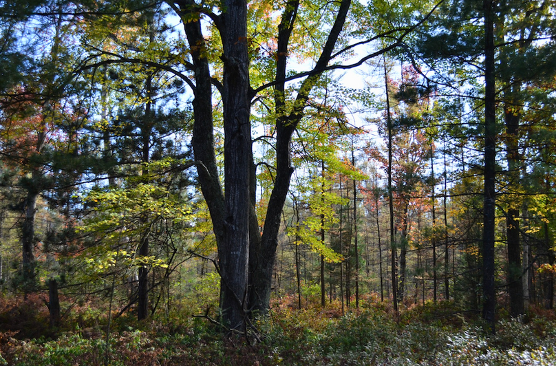 Screenshot 2025-11-14 at 11.33.33 AM