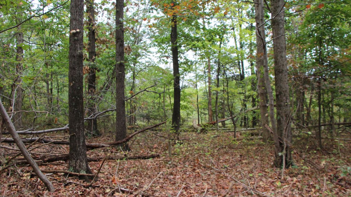 Secluded Wooded Lot In Wild Water Estates Perfect for Your Dream Home or Weekend Getaway