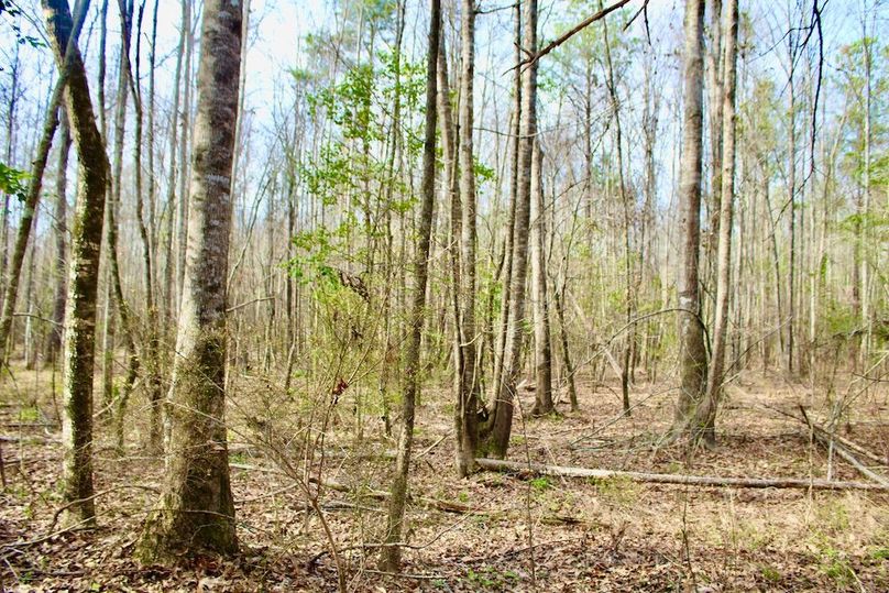 45BF08A2-530C-433D-8FCF-5B54CBDFBC89_1_201_a