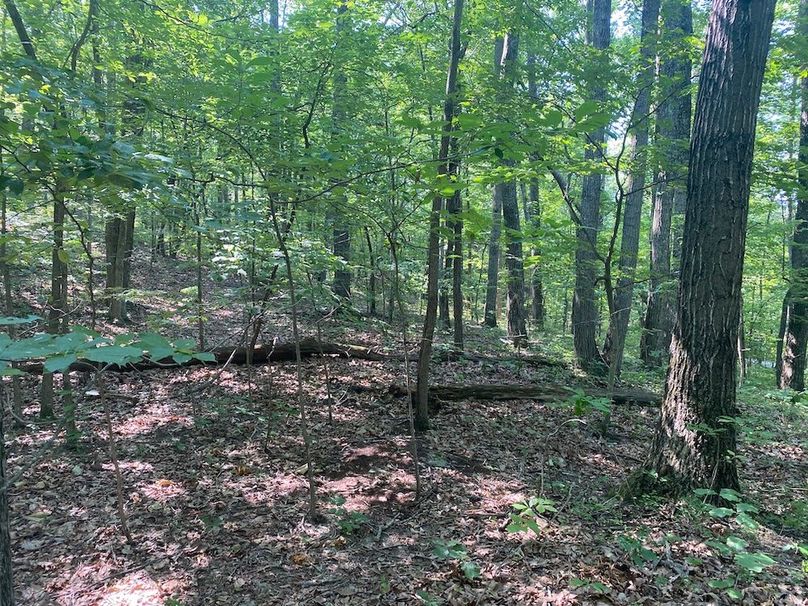 016 open forest area in the northeastern part of the property copy