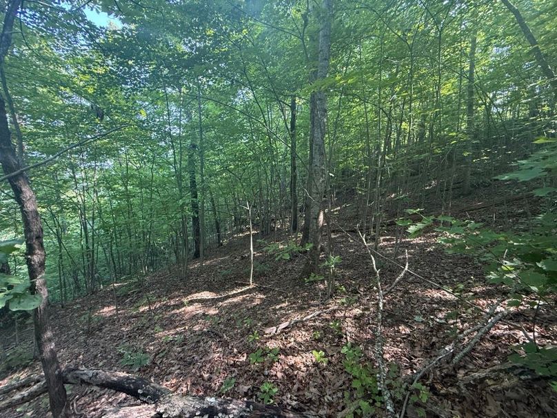 021 west facing forested slope-2