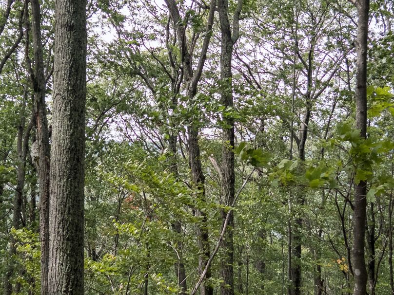 19_36.85_Pocahontas_WV