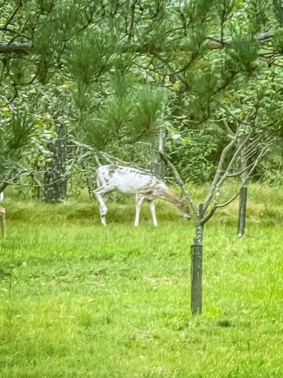 Juneau 27 Wiesner -053