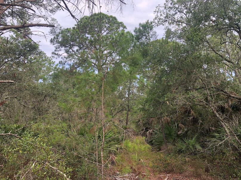 7. Large pine near center of the property