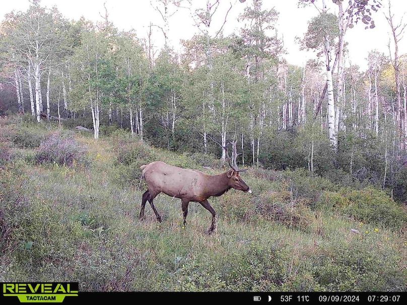 Copy of 864049052055672-60-4-09092024072906-HD-W1000496 (1)