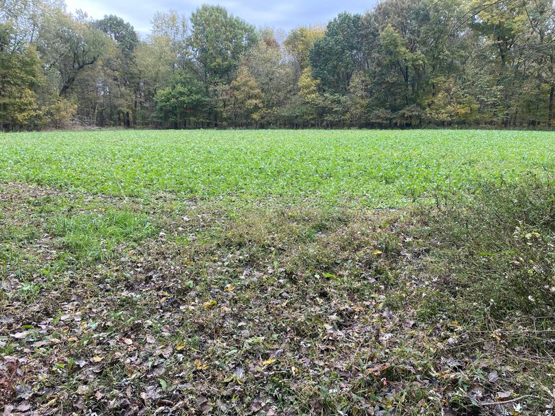 pics from late 2021 and early 2022. New plots being planted in Aug 2023 for new pics (78)