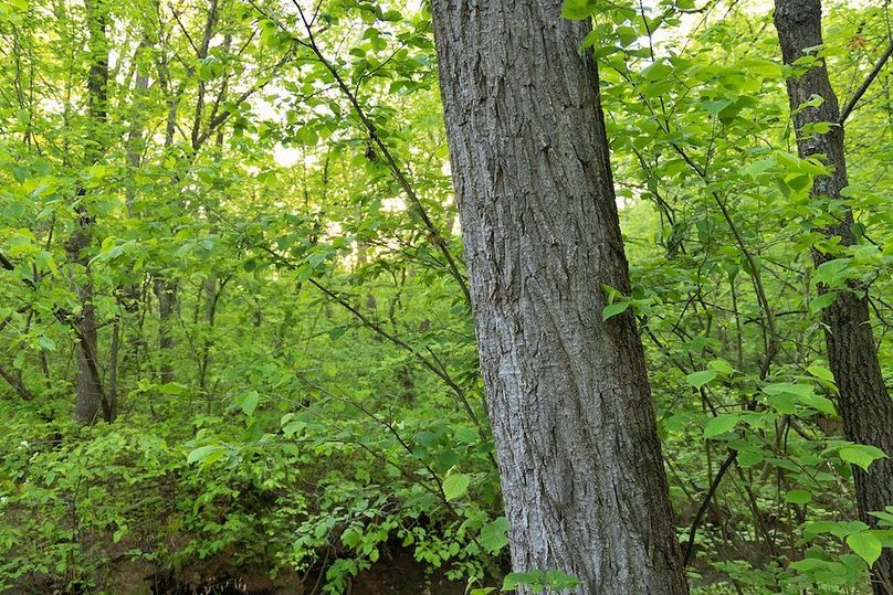 woods cottonwood close