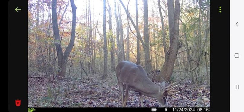 Cullman 53 Rice_Sullivan Trail Cam-4