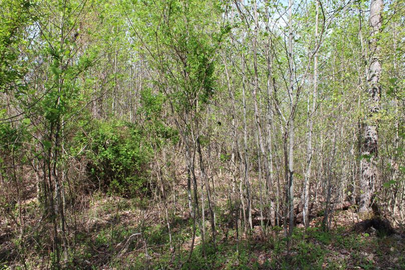 008 the full foliage and lush undergrowth on the north point