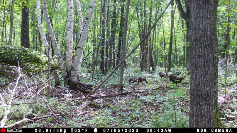 Cloverton Turkey Pic