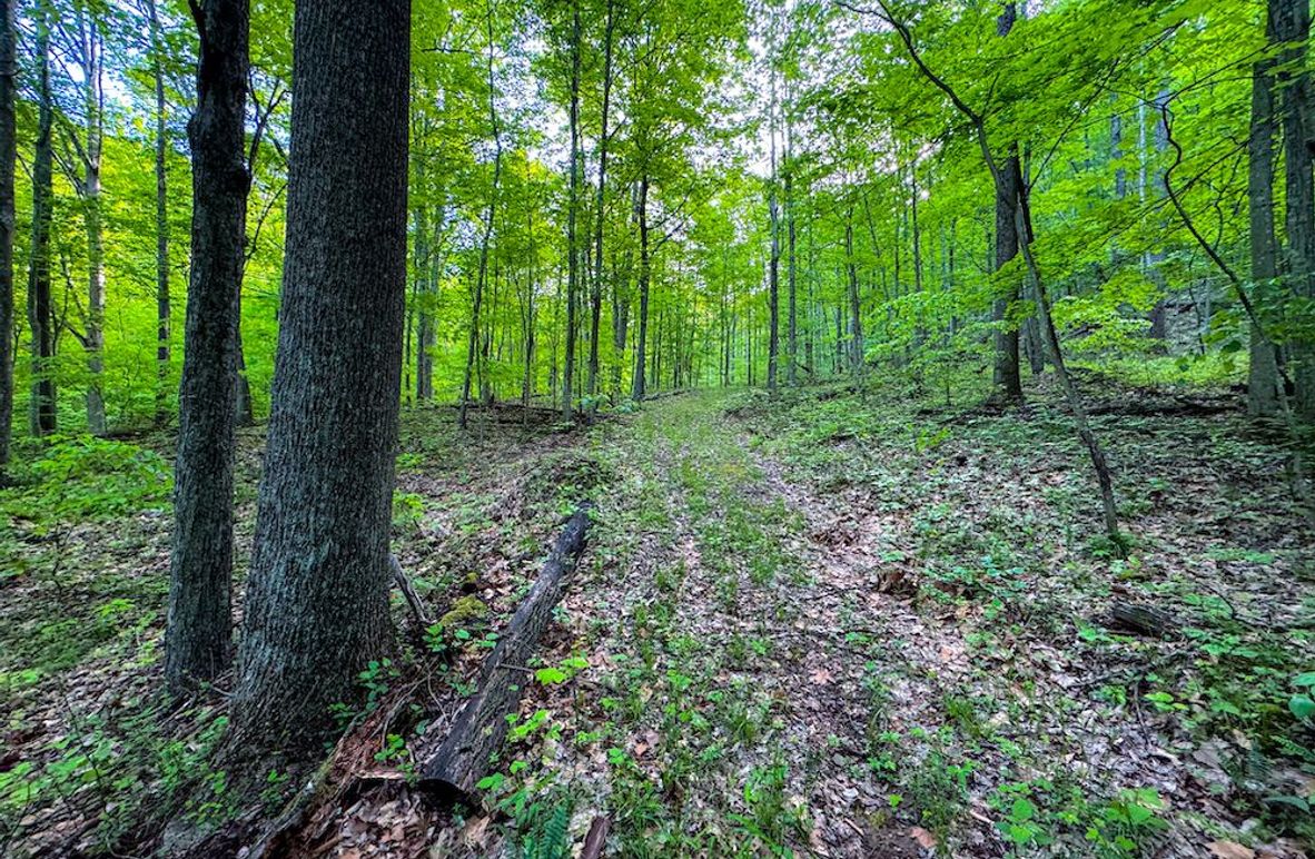 Wirt, WV 145.69 AC 273 Wildflower-06