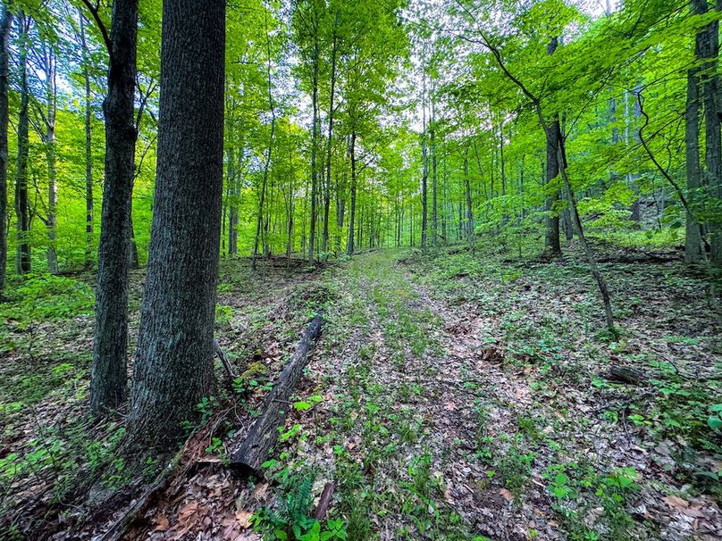 Wirt, WV 145.69 AC 273 Wildflower-06