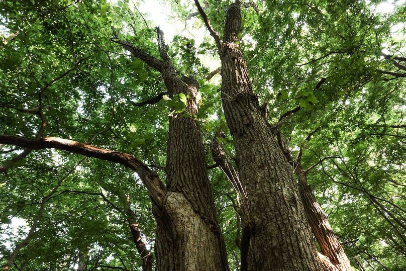 HARRISON CO. IA 24.85_80