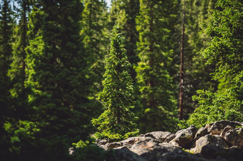 Lake CO 41.32 Nolan - 022 Pine Forest