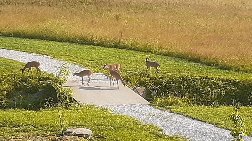015 some of the locals swinging by-2