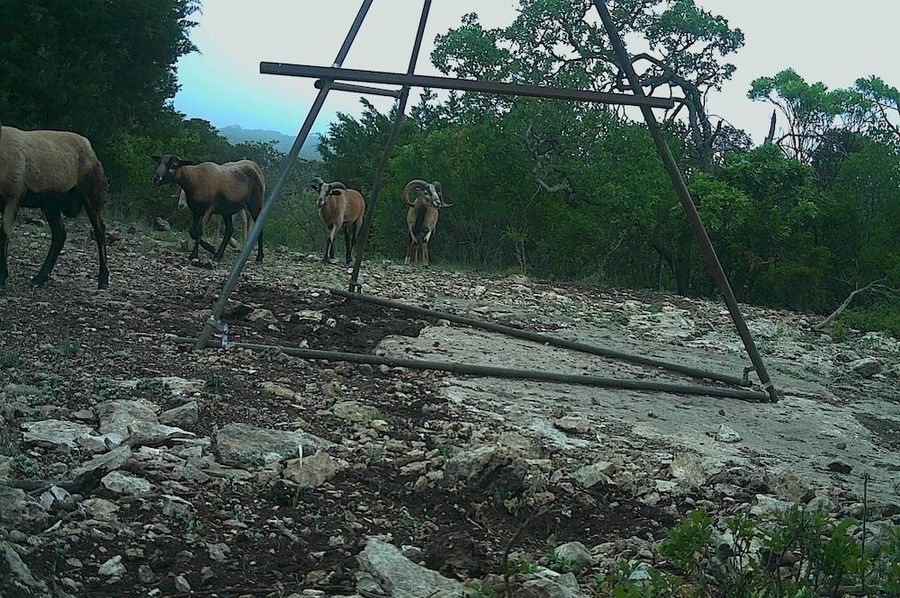 Game Camera 3
