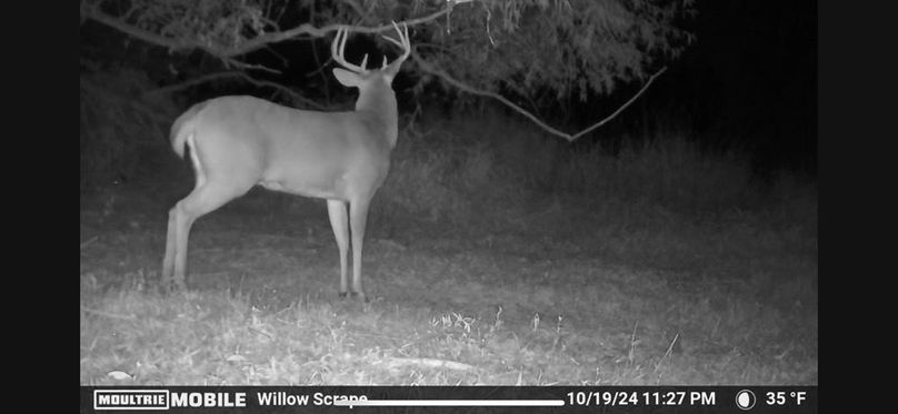 Trailcam2