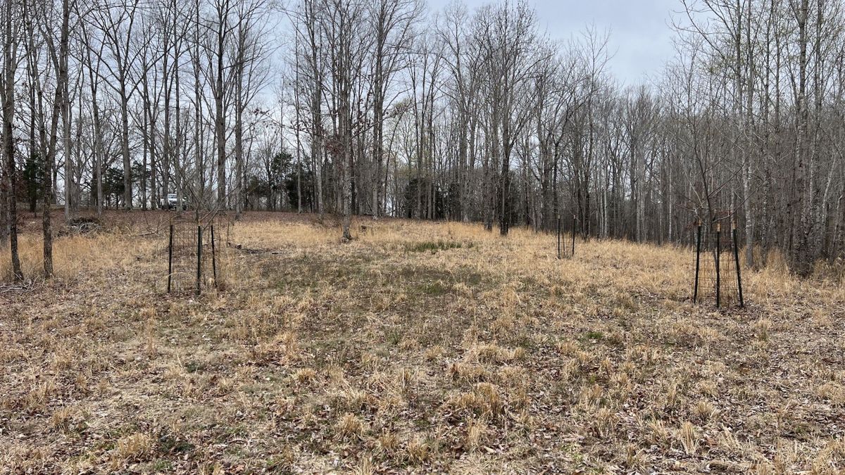 Recreational Property With Building Tract In TN Whitetail Properties