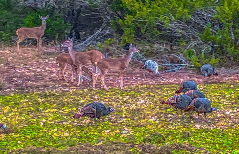 Bosque 294 Deer Cam Photos-17