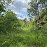 001 view from a midlevel bench and old road in the west portion of the property copy