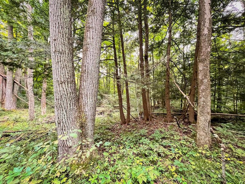 Chemung_60.55_Baumunk_Photos_19