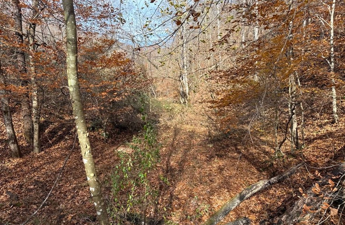 004 Bottom leading up Hollow