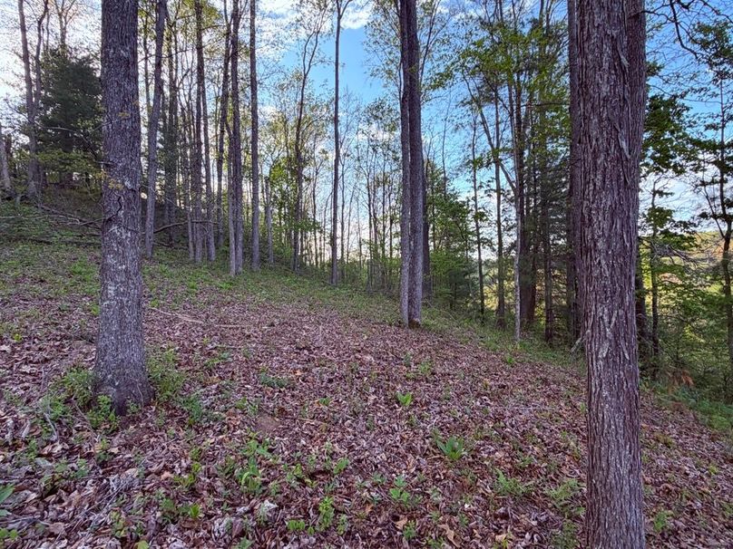 010 Back section of timber providing excellent cover, bedding areas, and natural travel corridors for wildlife-2