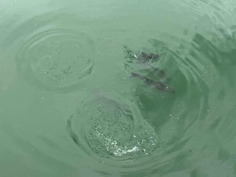 Chemung_184.12_Sterling 16