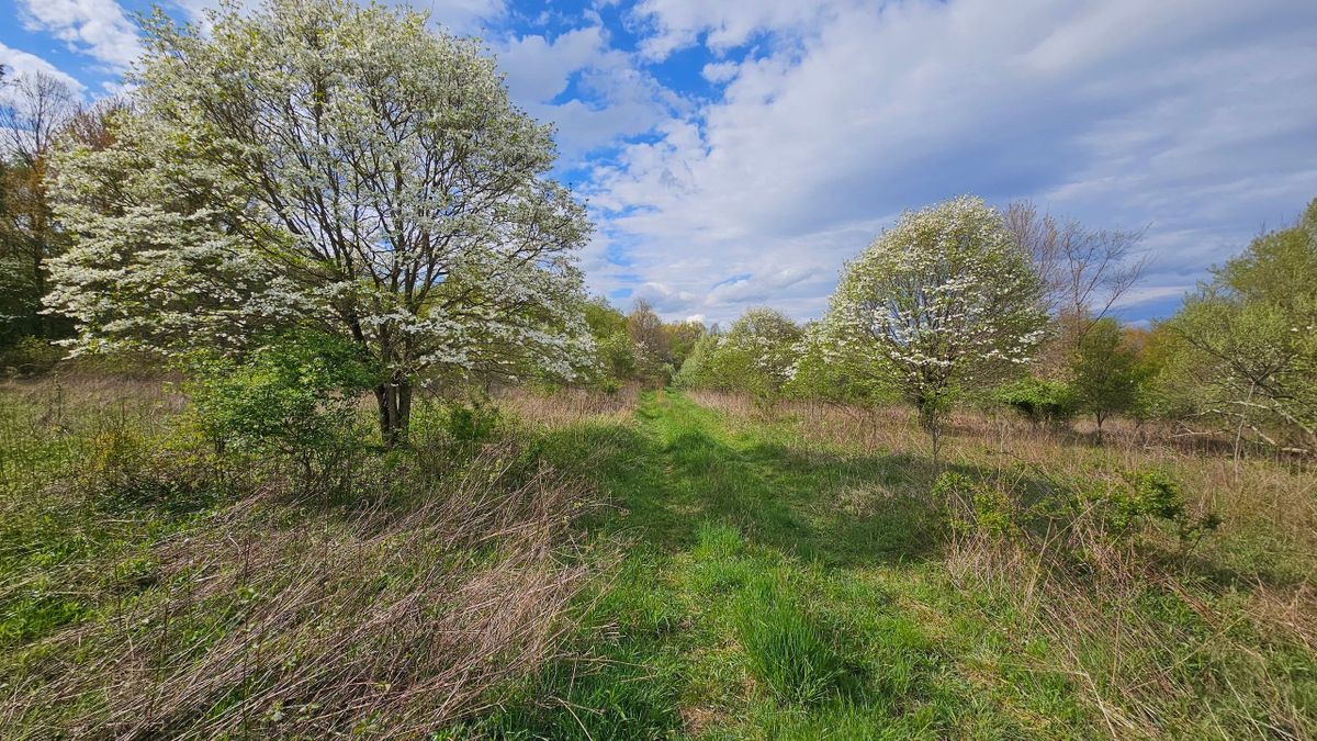 Large Timber Valley Tract With Unlimited Potential In Southwest PA