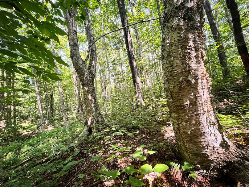 Oswego_100_Roof_Photos_44