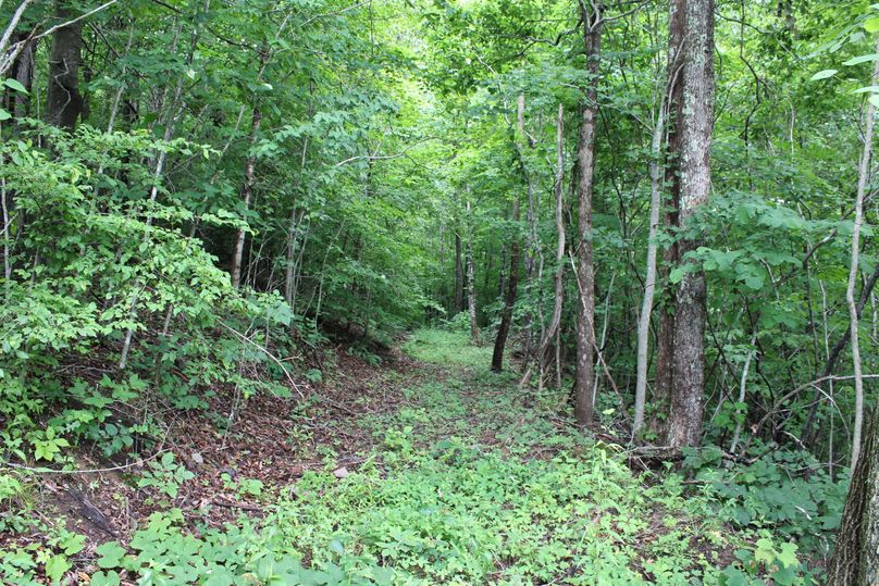 007 one of the nice mid level trails leading around the back of the valley in the forest