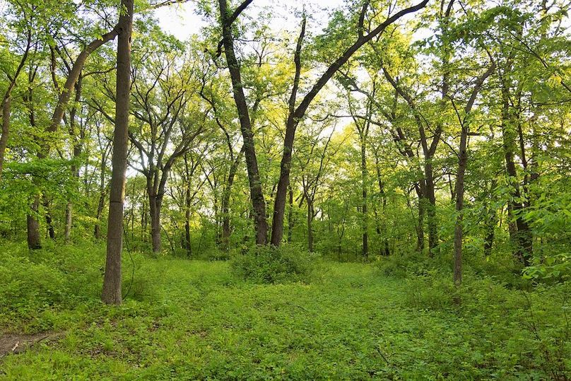 woods clearing