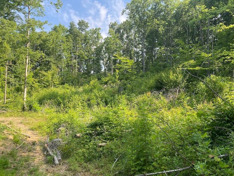 027 just look at that lush new ground level cover and browse for wildlife copy