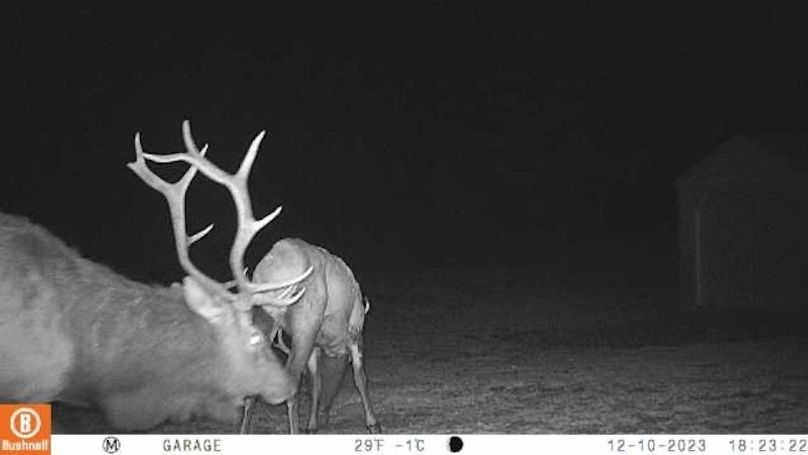 Atlanta - Bull & Cow Elk Feeding