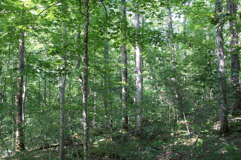 013 the east facing slope near the old homestead in the middle of the property