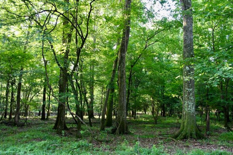 462CDA31-2D2F-4DFD-BA92-2969DC4E9B4F_1_201_a