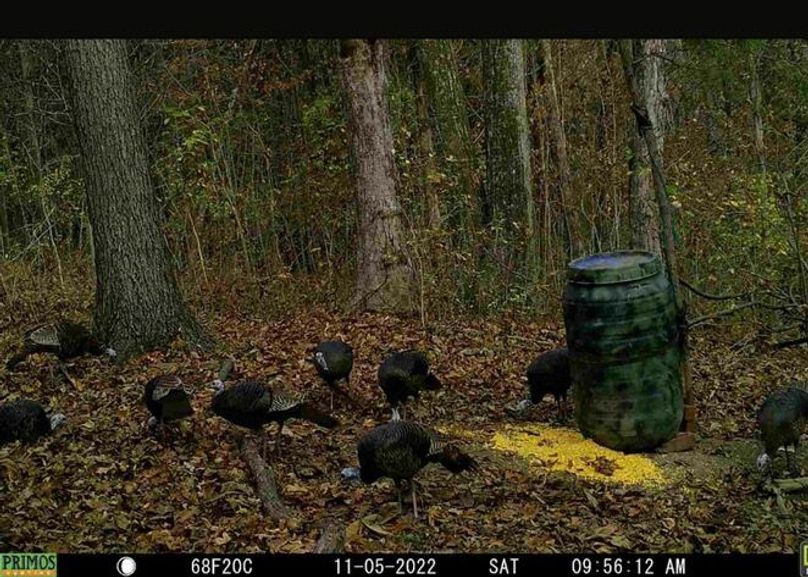 trailcam1