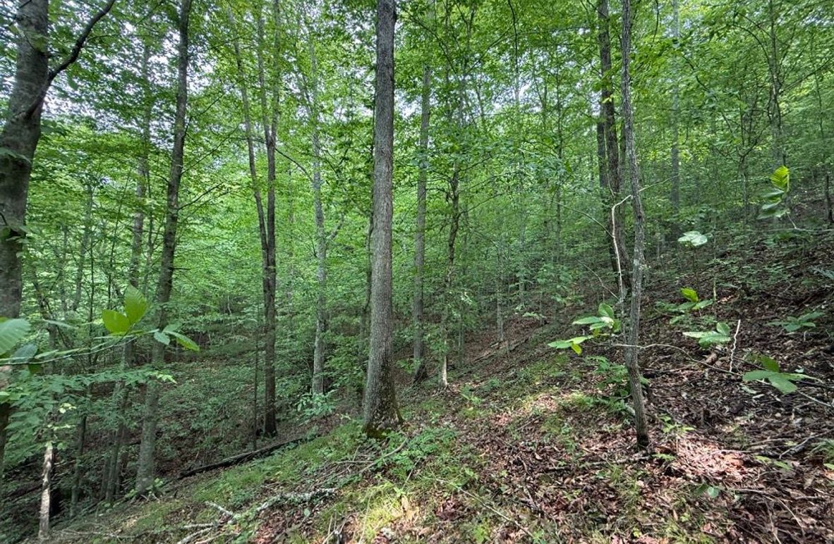 004 south facing slope near the middle point of the property