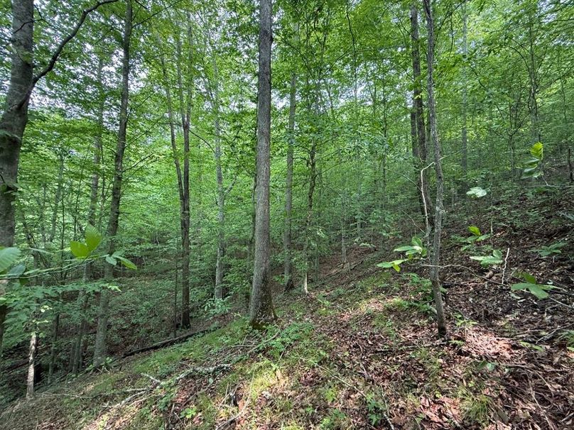 004 south facing slope near the middle point of the property