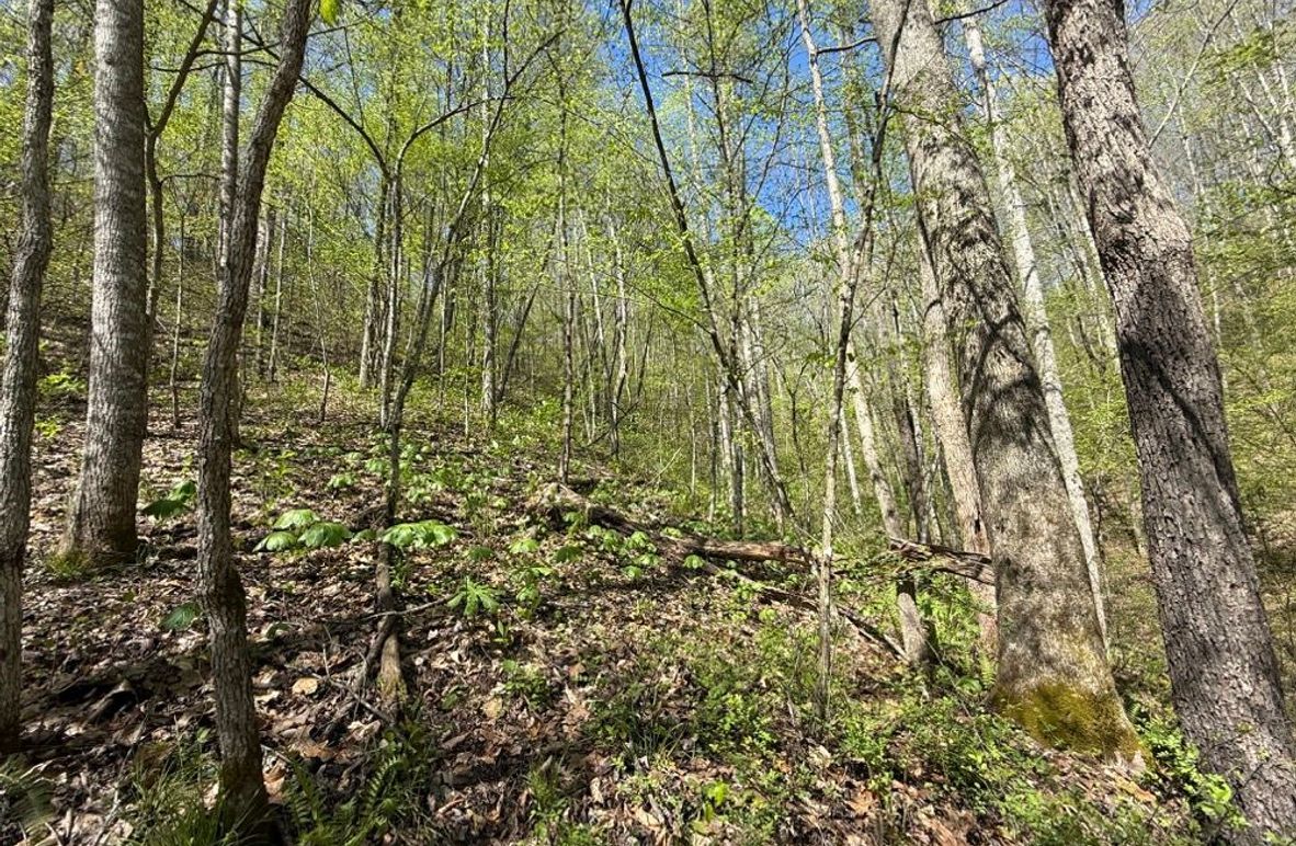 003 east facing wooded slope in a secondary draw