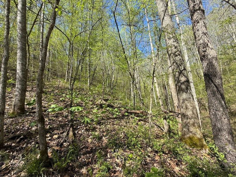 003 east facing wooded slope in a secondary draw