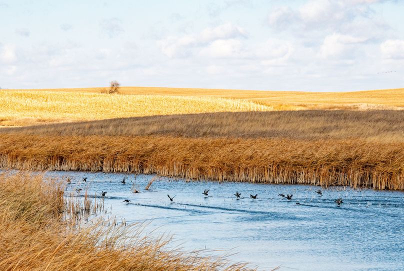 6 ducks