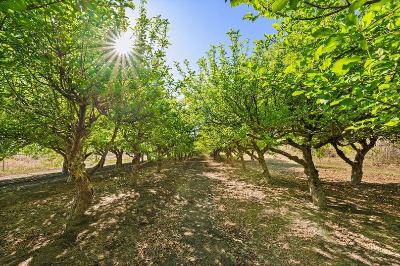 04.6 - Orchard