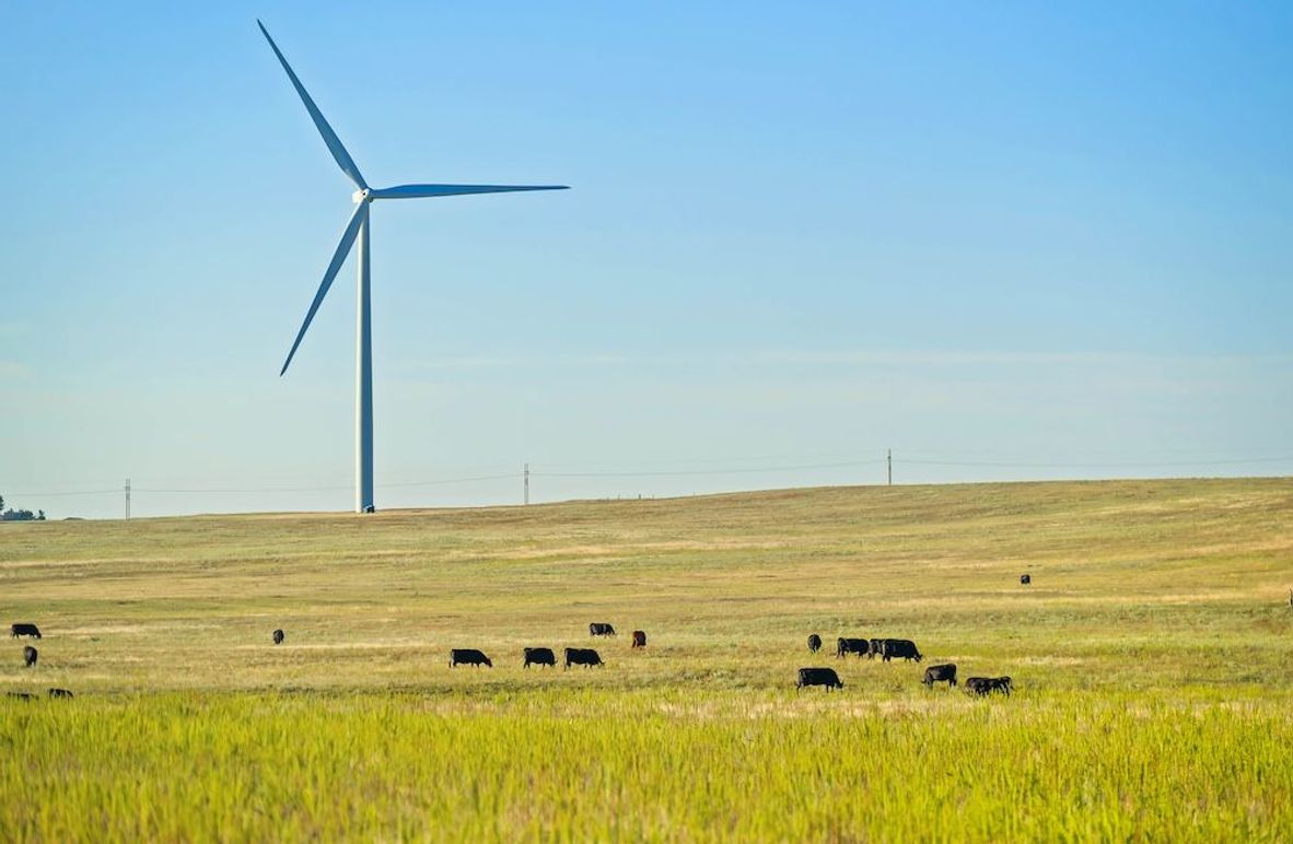 02 - Cattle and Windmills